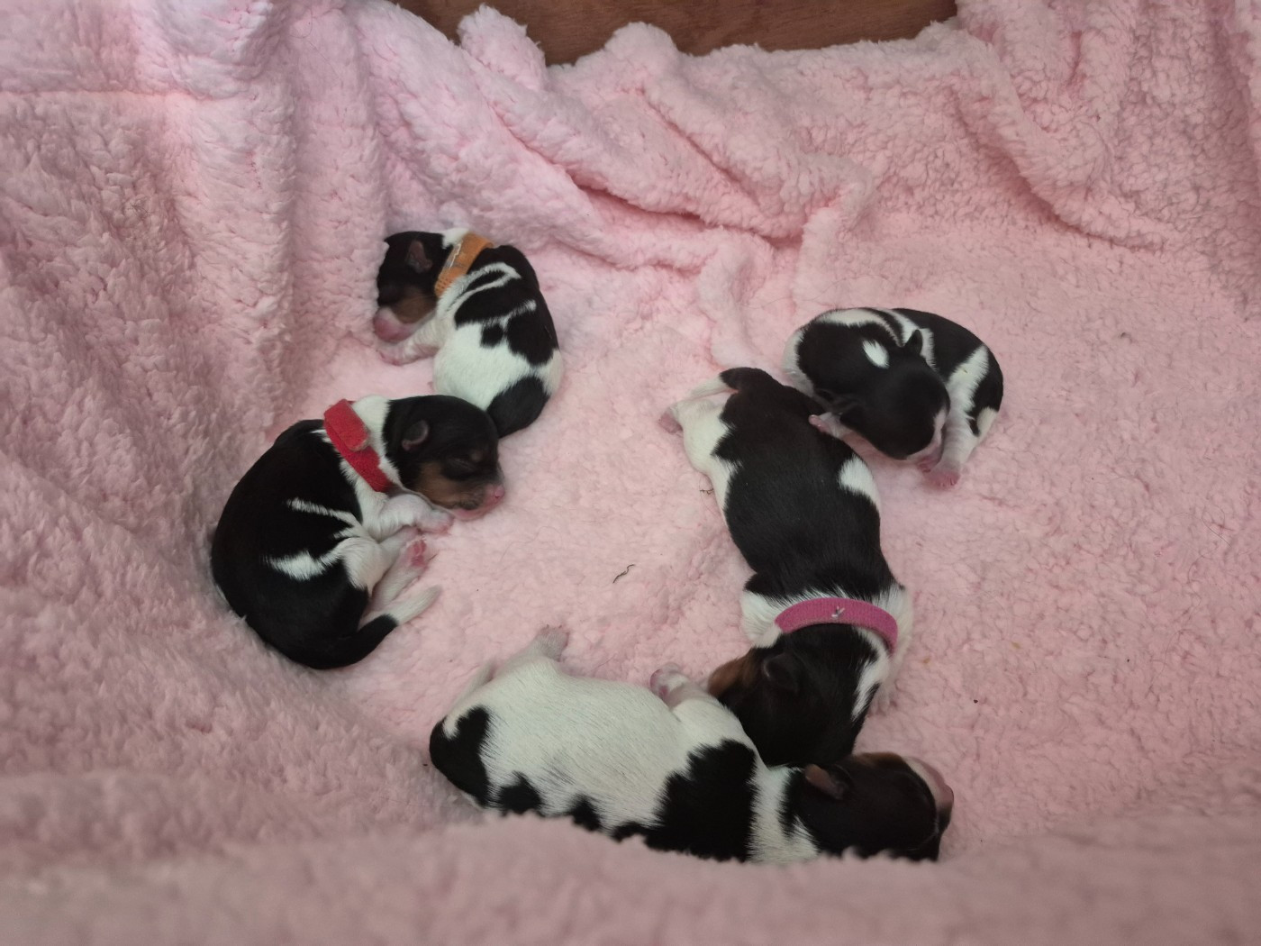 Chiot Biewer Terrier Les Petites Fripouilles De Nat