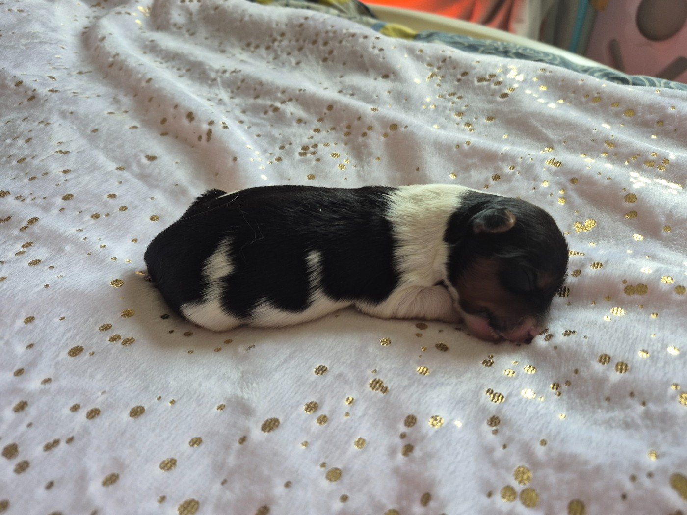 Les Petites Fripouilles De Nat - Chiots disponibles - Biewer Terrier