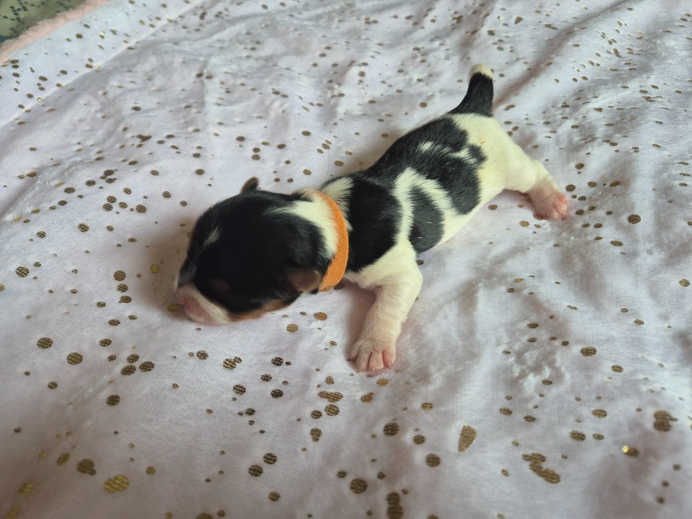 Les Petites Fripouilles De Nat - Chiots disponibles - Biewer Terrier