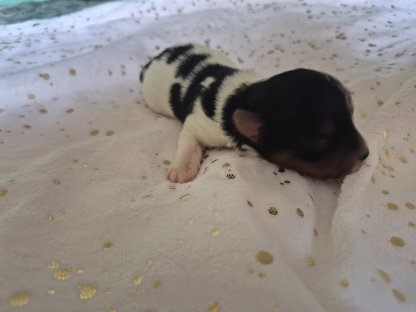 Les Petites Fripouilles De Nat - Chiots disponibles - Biewer Terrier