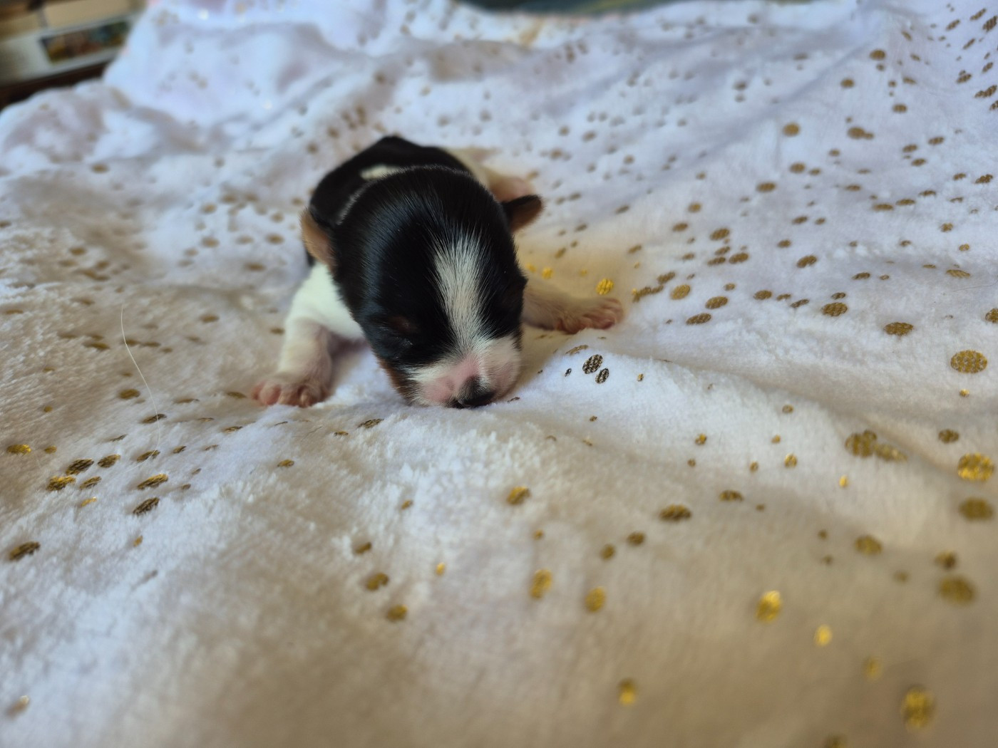 Les Petites Fripouilles De Nat - Chiots disponibles - Biewer Terrier